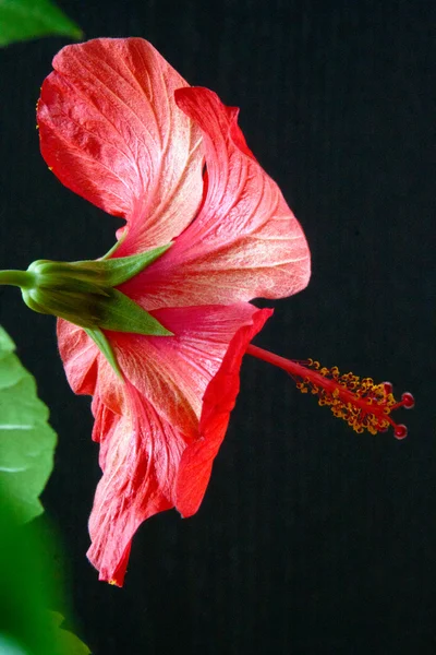 Ibisco rosa-sinensis — Foto Stock
