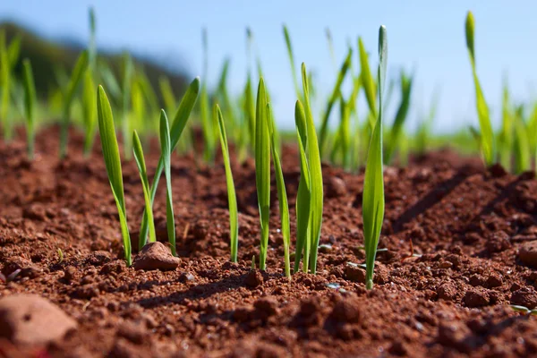 The first shoots in furrows close up — Stock Photo, Image
