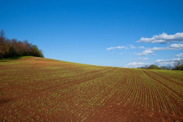 Пейзаж вид на сельхозугодия весной — стоковое фото