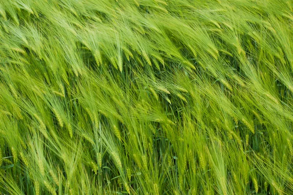 Gerst veld in zomerdag — Stockfoto