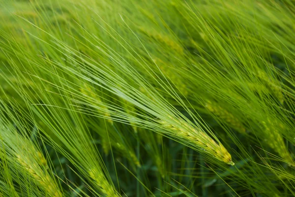 Barley field in summer day — Stock Photo, Image