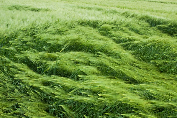 Barley field in summer day Stock Photo