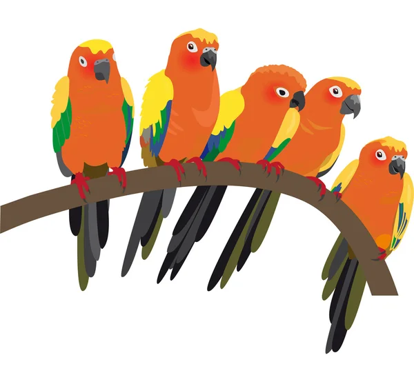 Яркие солнечные попугаи на белом фоне — стоковый вектор