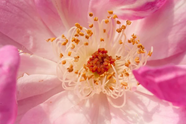 stock image Pink peony flower