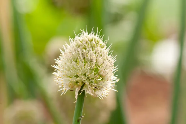 Flor de cebola — Fotografia de Stock
