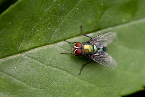 Flies in the green leaves — Stock Photo, Image
