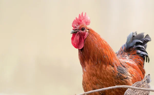 stock image Chicken