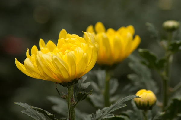 Chrysanthemum — Stock Photo, Image