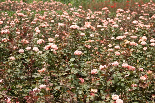 Róże kwitną — Zdjęcie stockowe
