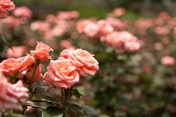 Rosas florescer — Fotografia de Stock