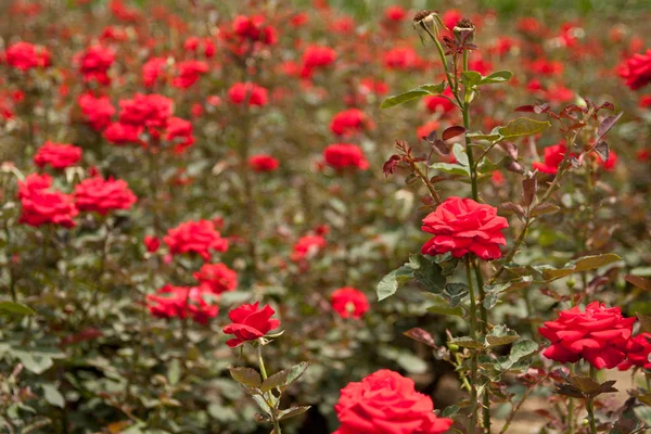 Fleurs de roses Images De Stock Libres De Droits
