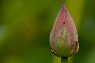 Lotus yeşil yaprakları