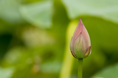 Lotus yeşil yaprakları