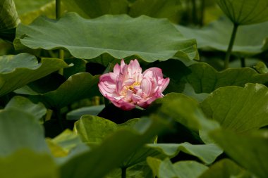 Lotus yeşil yaprakları