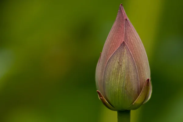 Lotus in den grünen Blättern — Stockfoto