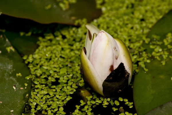 Lotus in den grünen Blättern — Stockfoto