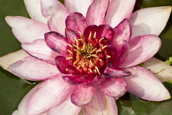 Lotus yeşil yaprakları — Stok fotoğraf
