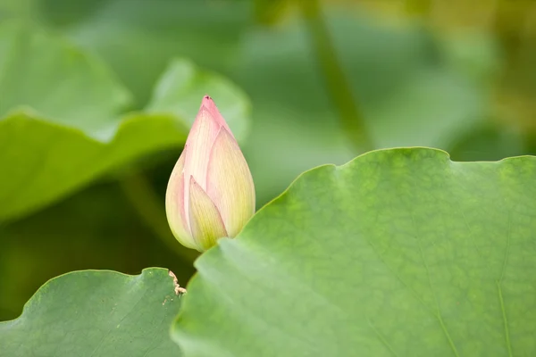 Lotus v zelené listy — Stock fotografie