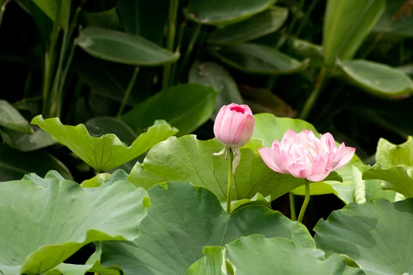 Lotus v zelené listy — Stock fotografie