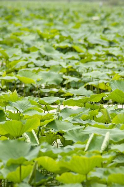 Lotus v plném květu — Stock fotografie
