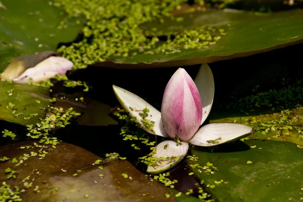 Lotus dans les feuilles vertes — Photo