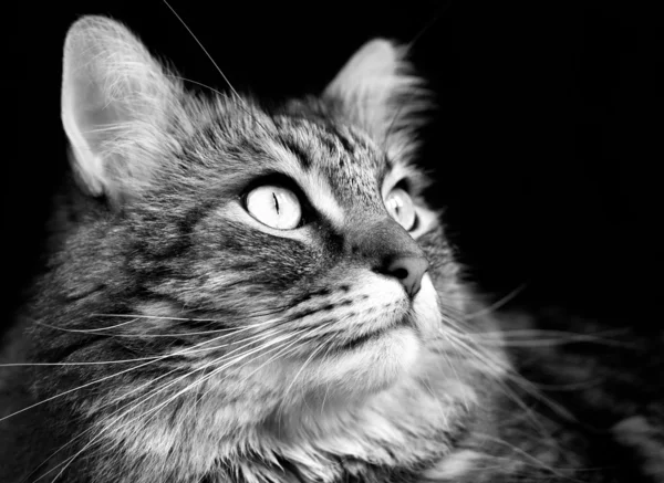 Γάτος αράπικο — Φωτογραφία Αρχείου