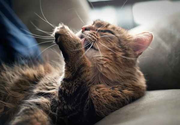 Maine coon cleaning itself — Stock Photo, Image
