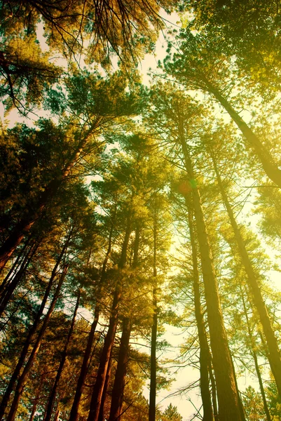 stock image Sunlight coming through forest trees