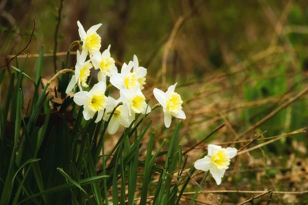 stock image Daffodils