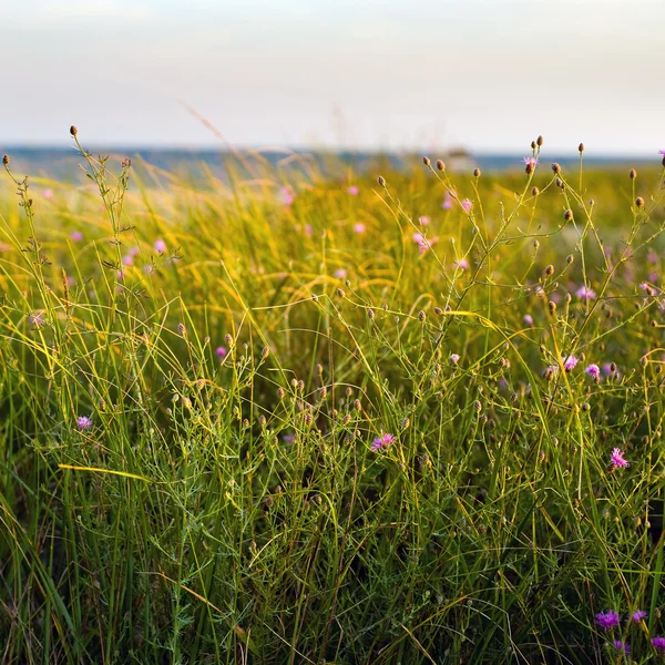 Duna trávy a květy — Stock fotografie