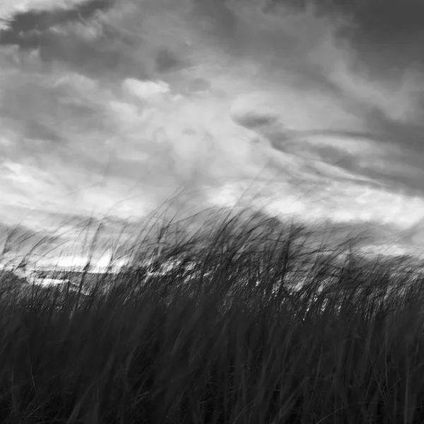 Dunová tráva — Stock fotografie