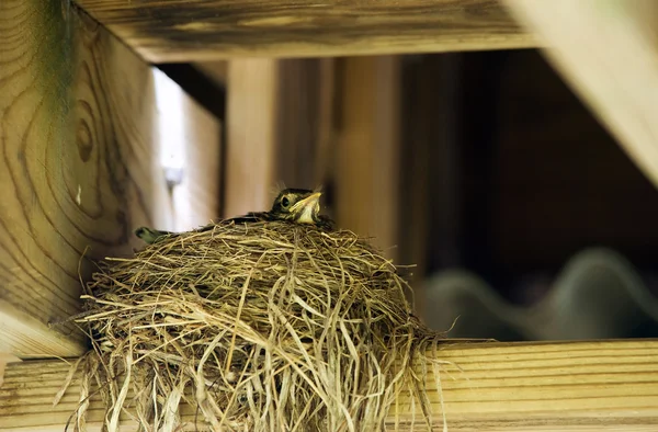 Yavru kuş yuvaya — Stok fotoğraf