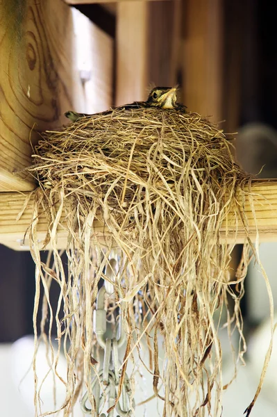 stock image Baby bird in nest