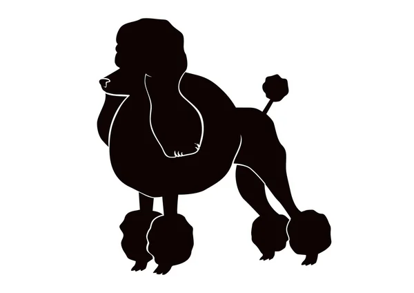 Poodle — Stock Vector