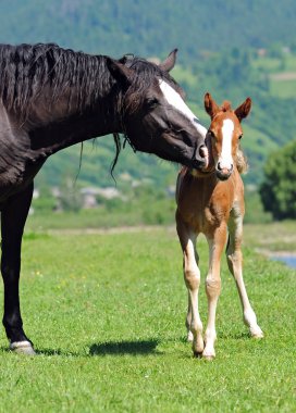 Baby of Horse clipart