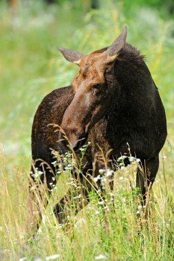 Kanadalı elk