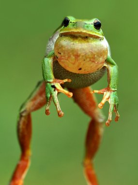 Arboreal frog clipart