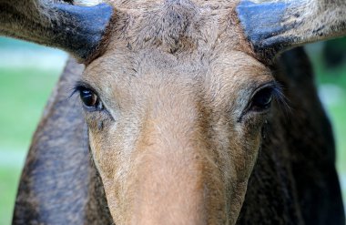 Kanadalı elk