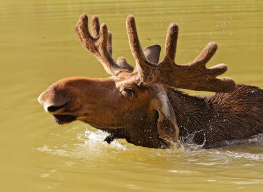 Kanadalı elk