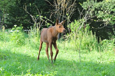 Kanadalı elk