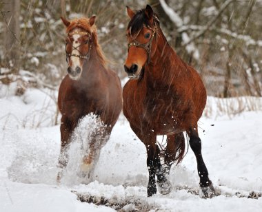 Horse in winter clipart