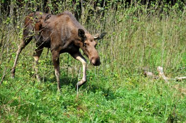 Kanadalı elk