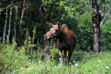 Kanadalı elk