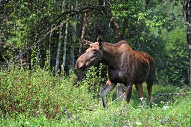 Kanadalı elk