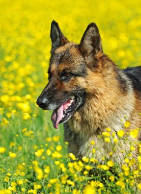 Alman çoban köpeği portresi