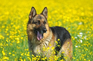 Alman çoban köpeği portresi