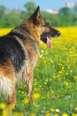 Alman çoban köpeği portresi