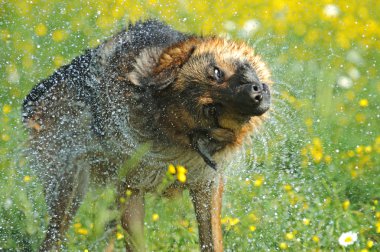 Alman çoban köpeği portresi