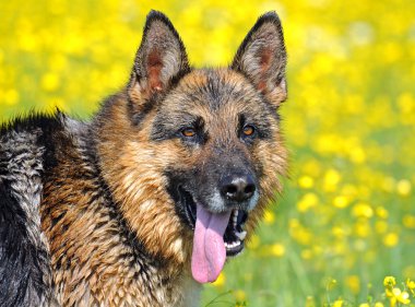 Alman çoban köpeği portresi