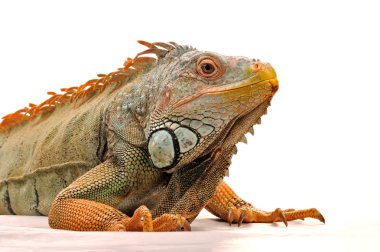 Iguana